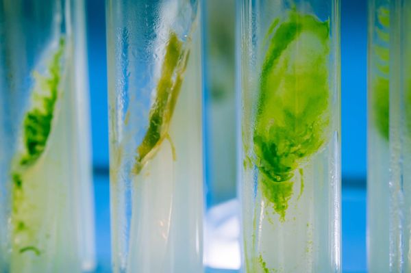 Grüne Alge im Reagenzglas Zentrum für Naturstoffbasierte Therapeutika Hochschule Anhalt Fraunhofer IZI Algenbiotechnologie Köthen